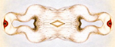 Artwork: The Thirst of Buttonholes by Bill Wolak